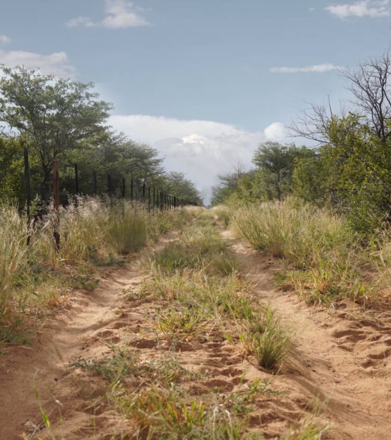 Photo von einer strasse im Bush.